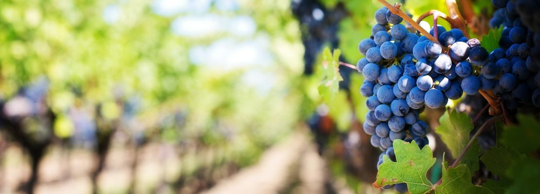 viticulture grapes
